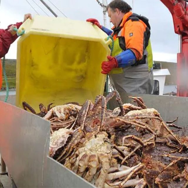 King crab fishing in north of Norway